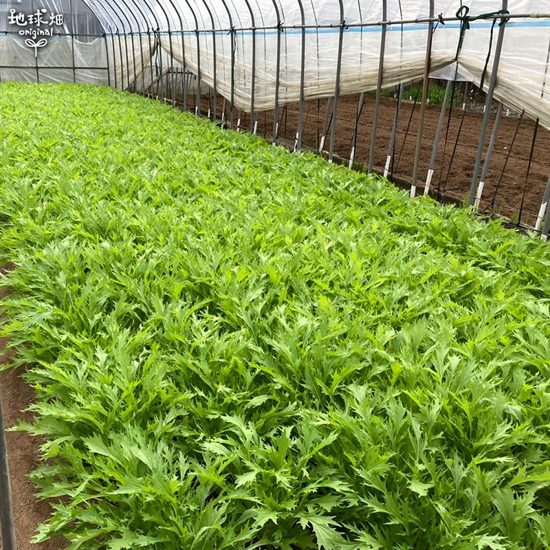 水菜 有機栽培]水菜(150g)《シーズン外商品》 の販売・通販 - 有機