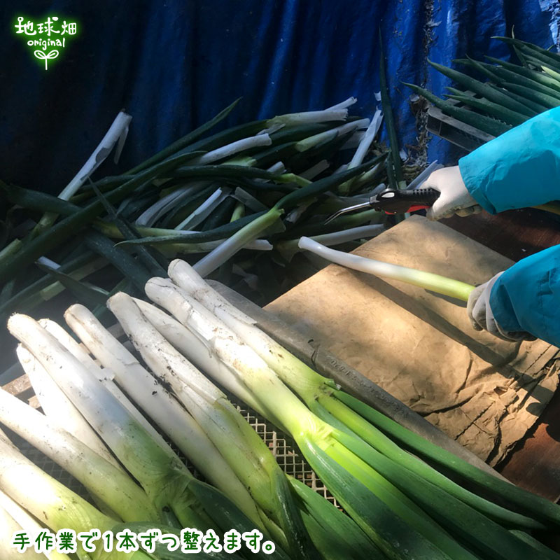 ���ͤ�(��ͥ�) 300g(2��4��)��25p ȯ������12���5�����