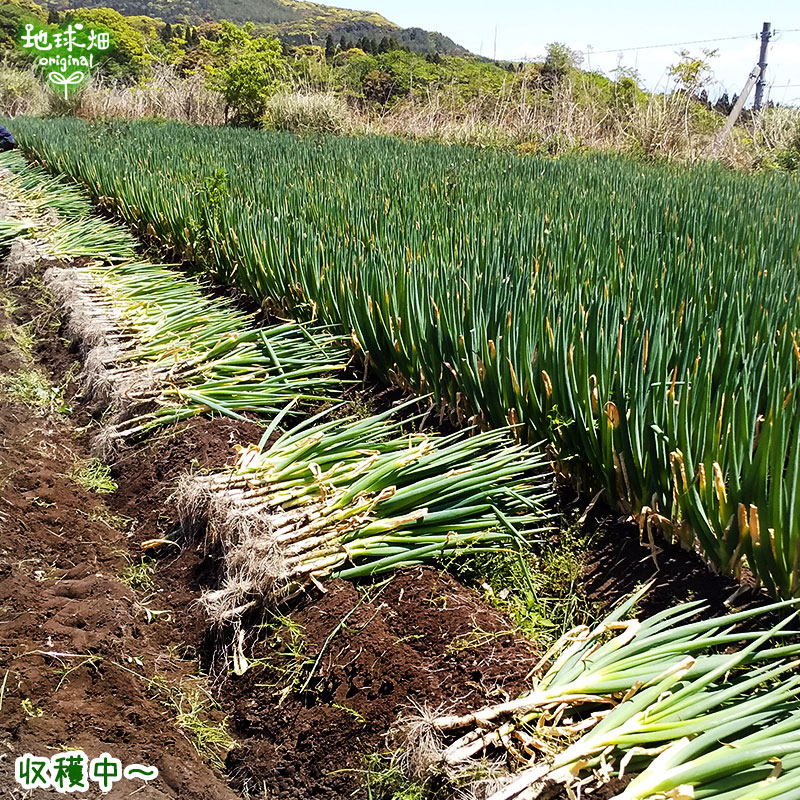 ���ͤ�(��ͥ�) 300g(2��4��)��25p ȯ������12���5�����