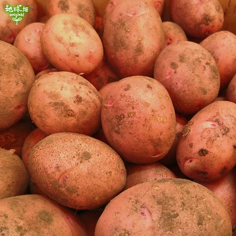 赤じゃがいも 1個50 300g 4kg 発送期間12月下旬 2月迄 箱売り野菜 地球畑 公式 オンラインショップ