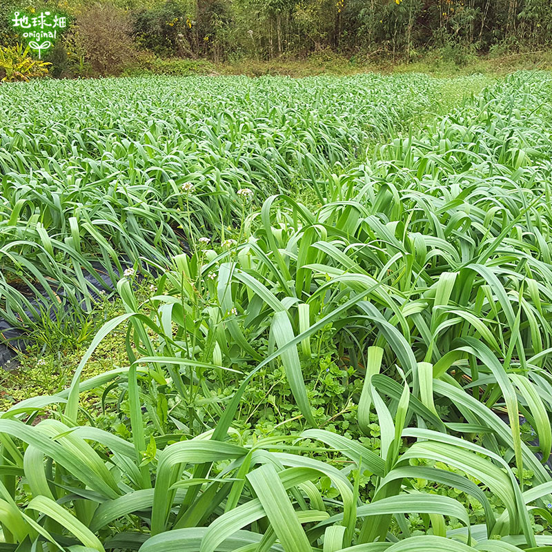 �դˤ�ˤ� 100���30p ��¢�� ȯ������1���3��