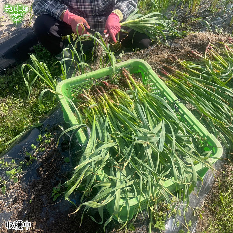 �դˤ�ˤ� 100���30p ��¢�� ȯ������1���3��