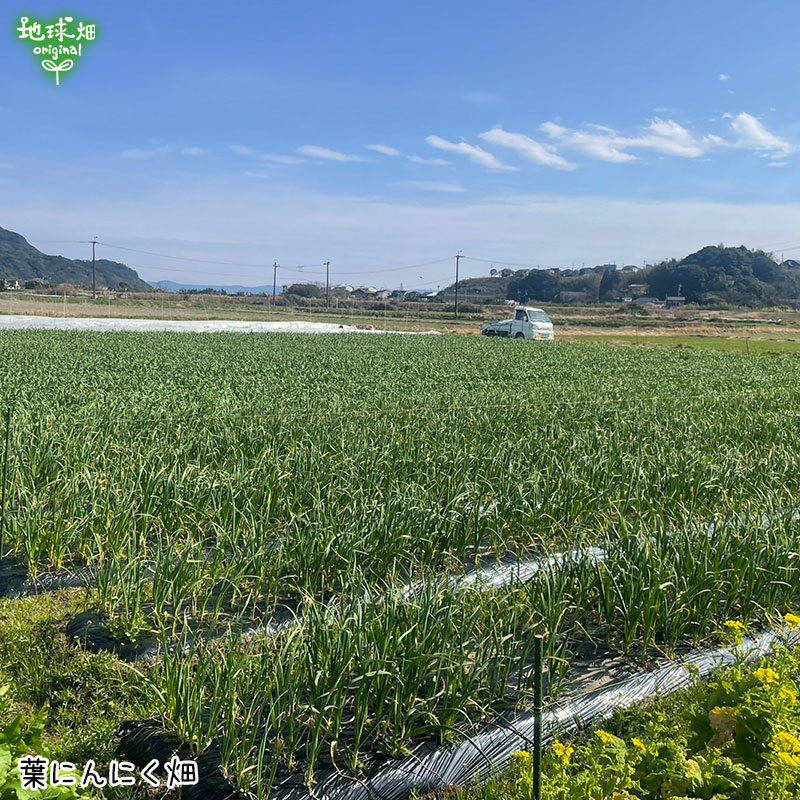 �դˤ�ˤ� 100���30p ��¢�� ȯ������1���3��