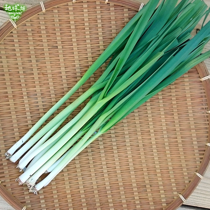 �դˤ�ˤ� 100���30p ��¢�� ȯ������1���3��