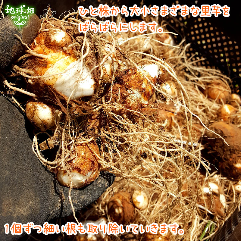 ���Ȥ��� 500g (1��20g��200g) Τ�� ȯ������8��ܡ�2�� ��¢��