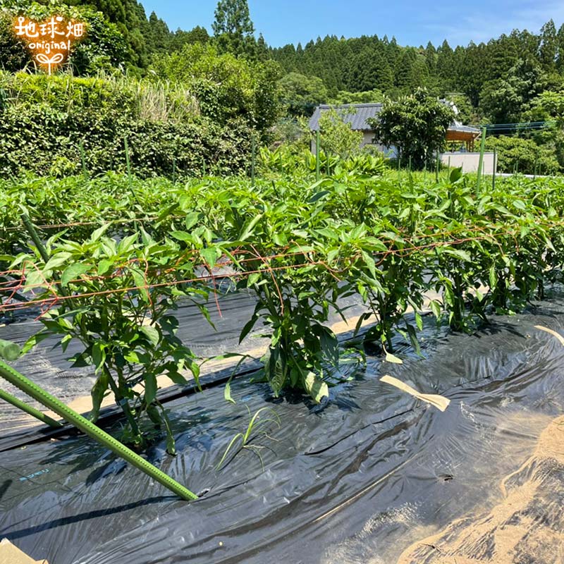 �����Ȥ� 100g ��¢�� ȯ������6��8��