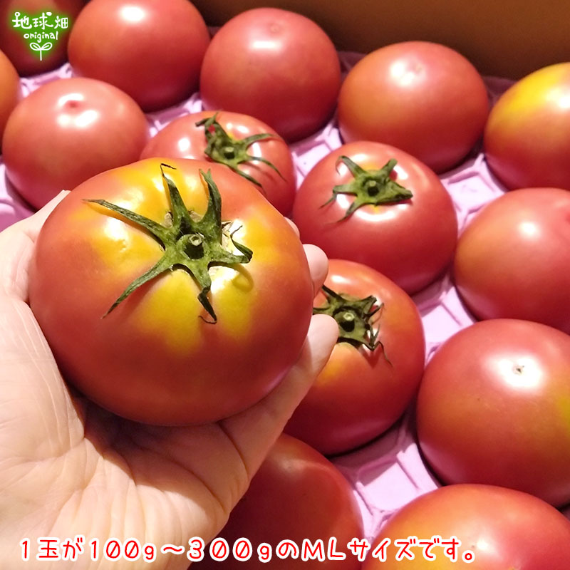 �ȥޥ� ML 20��24�� ��4kg ��¢�� ȯ������6���7��