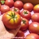 �ȥޥ� ML 20��24�� ��4kg ��¢�� ȯ������6���7��