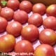 �ȥޥ� ML 20��24�� ��4kg ��¢�� ȯ������6���7��