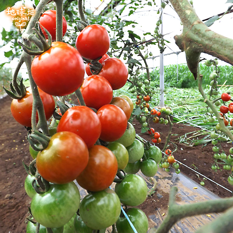 ミニトマト 150g パック売り野菜 地球畑 公式 オンラインショップ