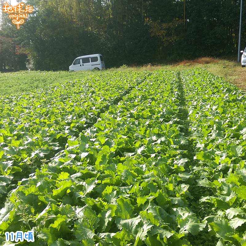 ���� 500g (2��5������) ȯ������11���