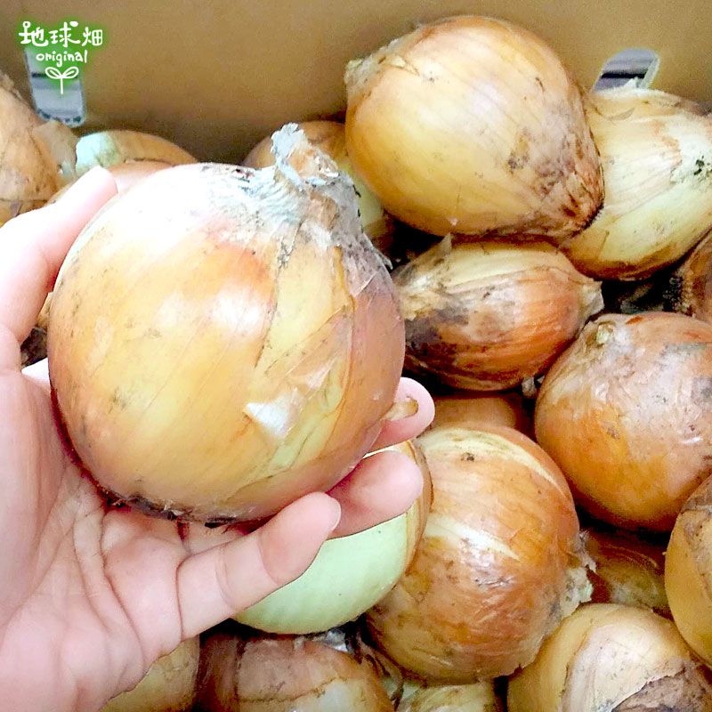 たまねぎ 4kg (1個100～400g) 玉ねぎ 玉葱 発送期間4～6月 | 箱売り
