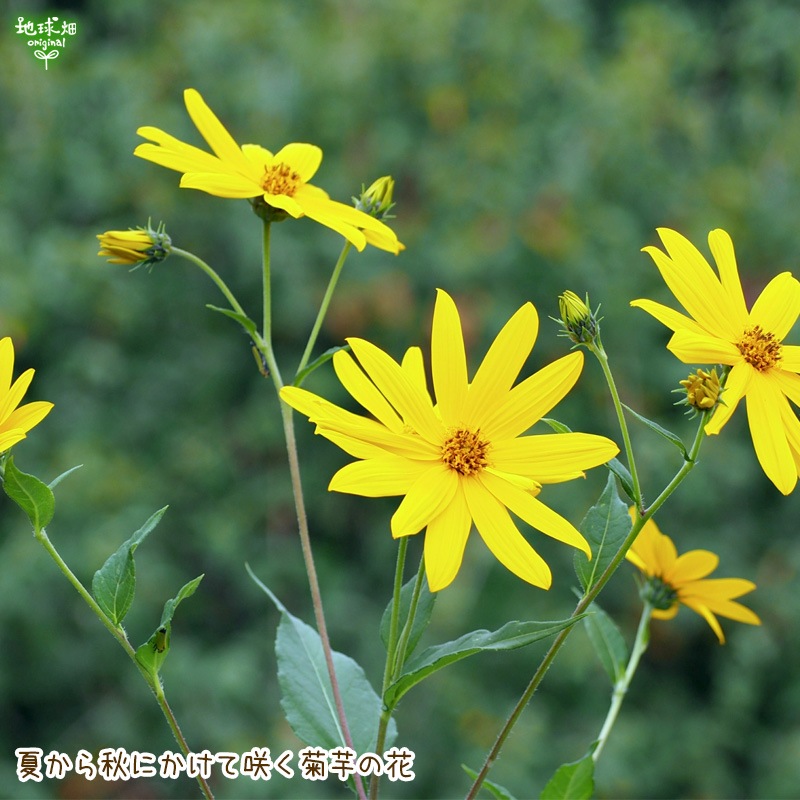 ������ࡡ�����ơ��ư򥳡��ҡ��ա��ʥѥ����������ס�