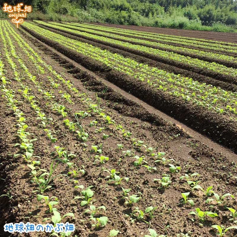 ���� 500g��6p (2��5������) ȯ������11���