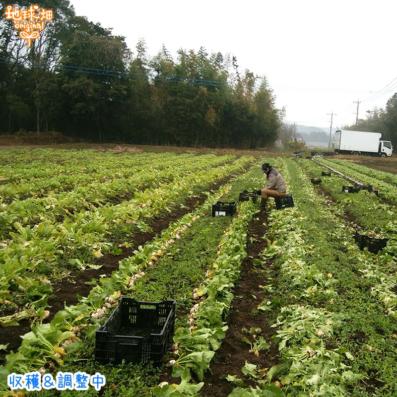 ���� 500g��6p (2��5������) ȯ������11���