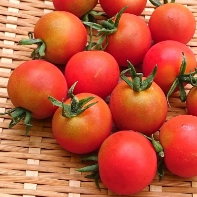 �ߥ˥ȥޥ� 150g ��¢�� ȯ������6���7��