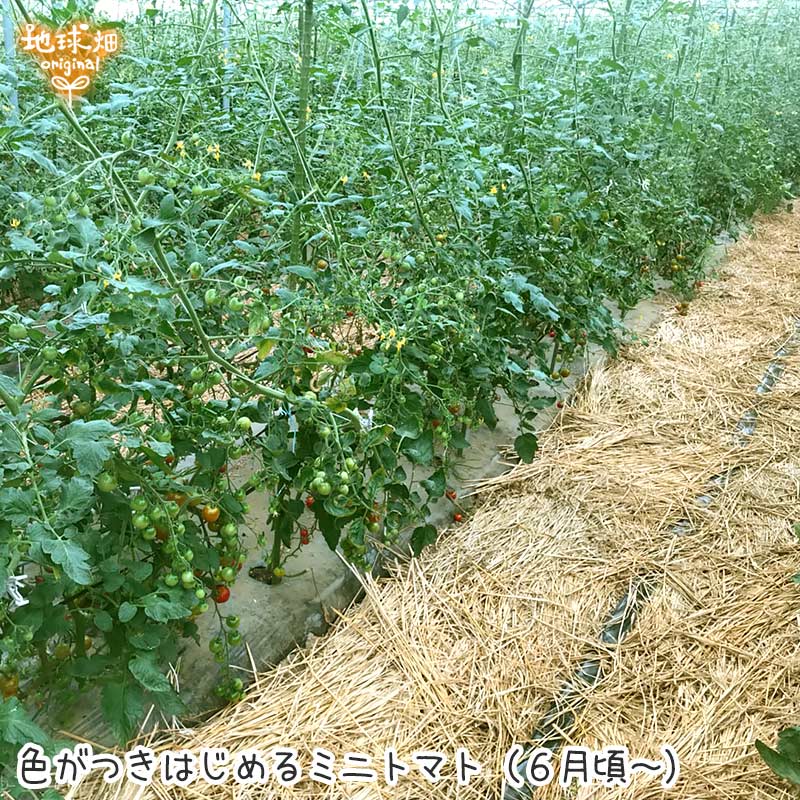 �ߥ˥ȥޥ� 150g ��¢�� ȯ������6���7��