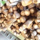 ���ܤ� 200g��50p ��¢�� ȯ������5��ܡ�