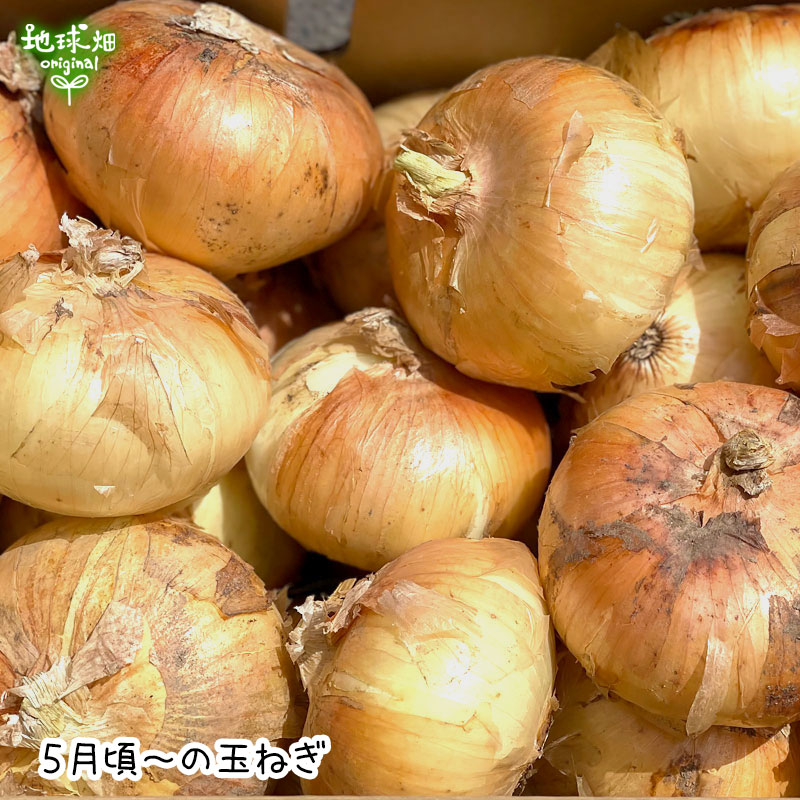 ���ޤͤ� 16kg (1��100��400g) �̤ͤ� ��Ǭ ȯ������4��6��