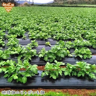 ���㤬���� 4kg��1��50��300g) ȯ������12���2�3��6��