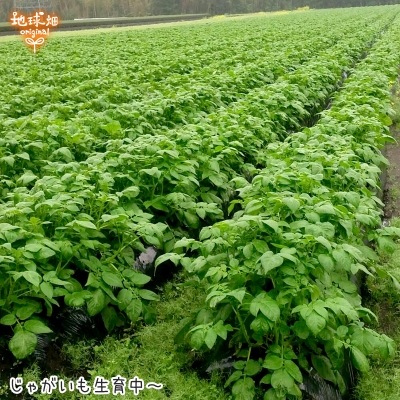 ���㤬���� 9kg��1��50��300g) ȯ������12���2�3��6��