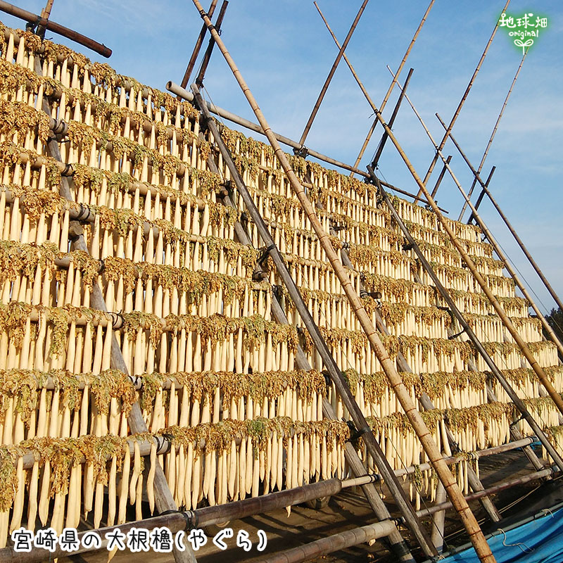 ڴ䤢꤬Ȥޤ۵ܺ긩 ݴ纬 4kg(2025) ʪ ̸ ȯ1ܡ2