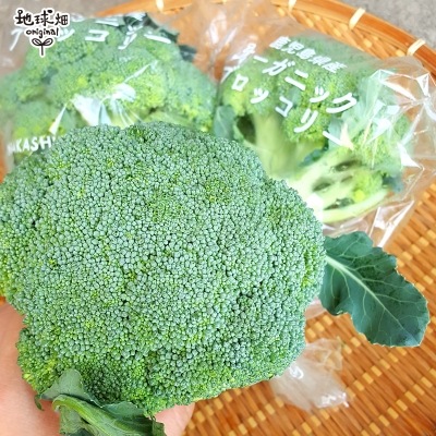 12����ܰʹ�ȯ�� �֥��å��꡼ 1p ��¢�� ȯ������11���4��