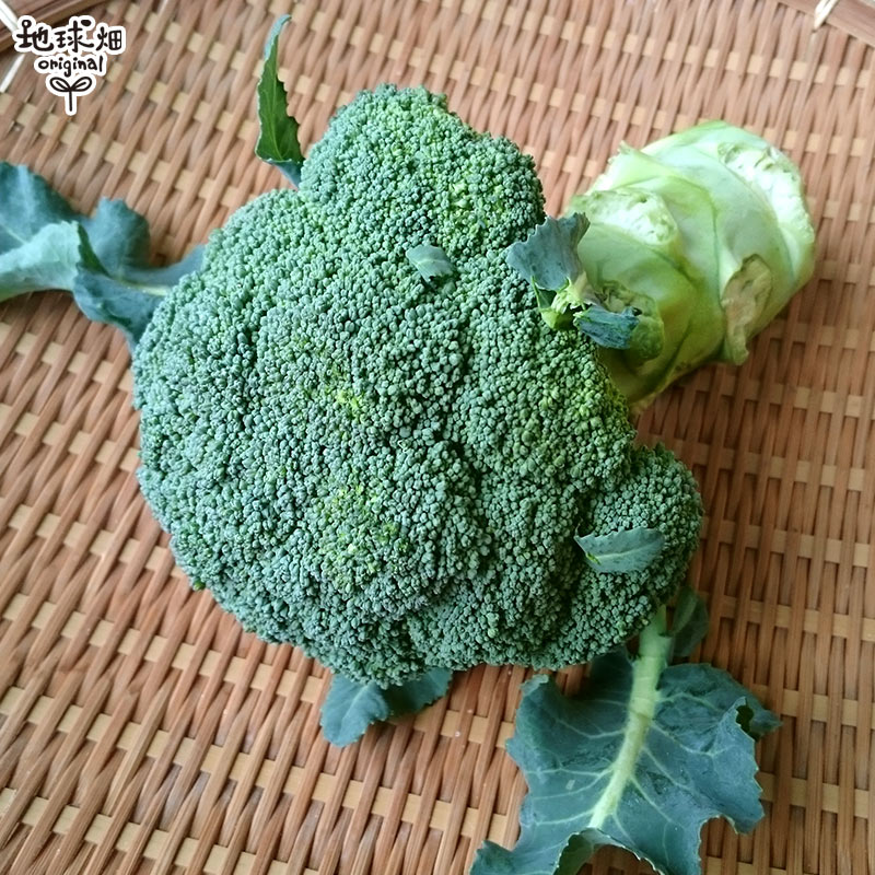 12����ܰʹ�ȯ�� �֥��å��꡼ 1p ��¢�� ȯ������11���4��