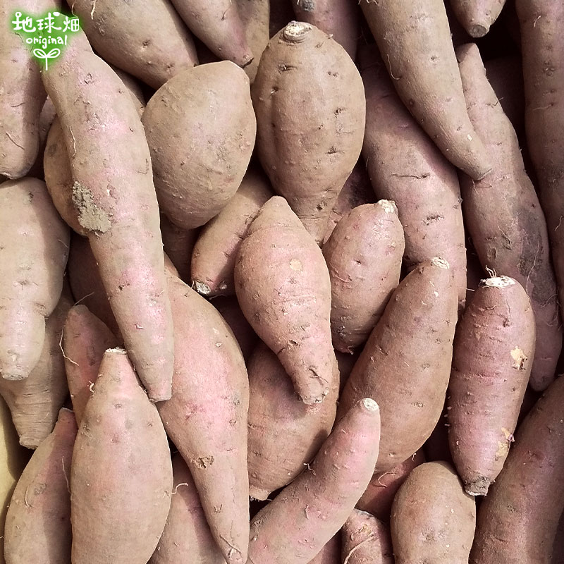 (�Ĥ�鷺��) ���륯�������� S (1��100g̤��) 4kg ȯ������10���12��