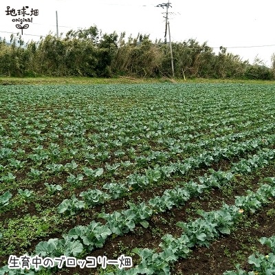 12����ܰʹ�ȯ�� �֥��å��꡼ 5p ��¢�� ȯ������2���4��