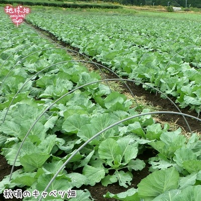 ����٥�(�७) ��10kg(6��10��) ȯ������12���5����