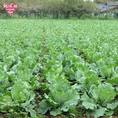 ����٥�(�७) ��10kg(6��10��) ȯ������12���5����