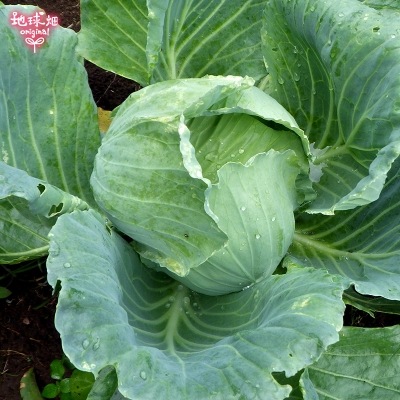 ����٥�(�७) ��10kg(6��10��) ȯ������12���5����