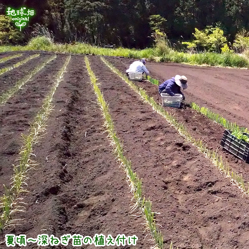 ���ͤ�(��ͥ�) 300g(2��4��) ȯ������12���5�����