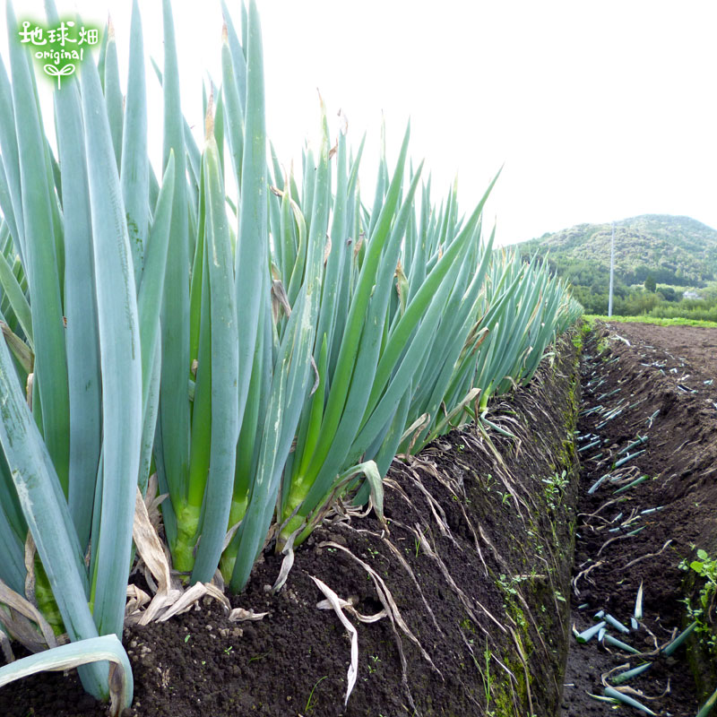 ���ͤ�(��ͥ�) 300g(2��4��) ȯ������12���5�����