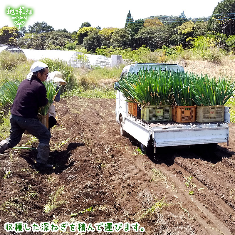 ���ͤ�(��ͥ�) 300g(2��4��) ȯ������12���5�����