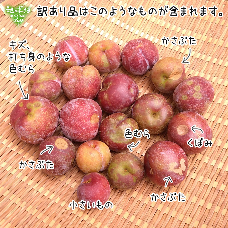 ������ �����(�����) 2kg ��¢�� ȯ������6��
