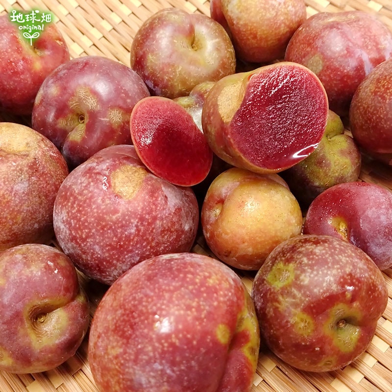 訳あり がらり(すもも) 2kg 冷蔵便 発送期間6月 | くだもの | 地球畑
