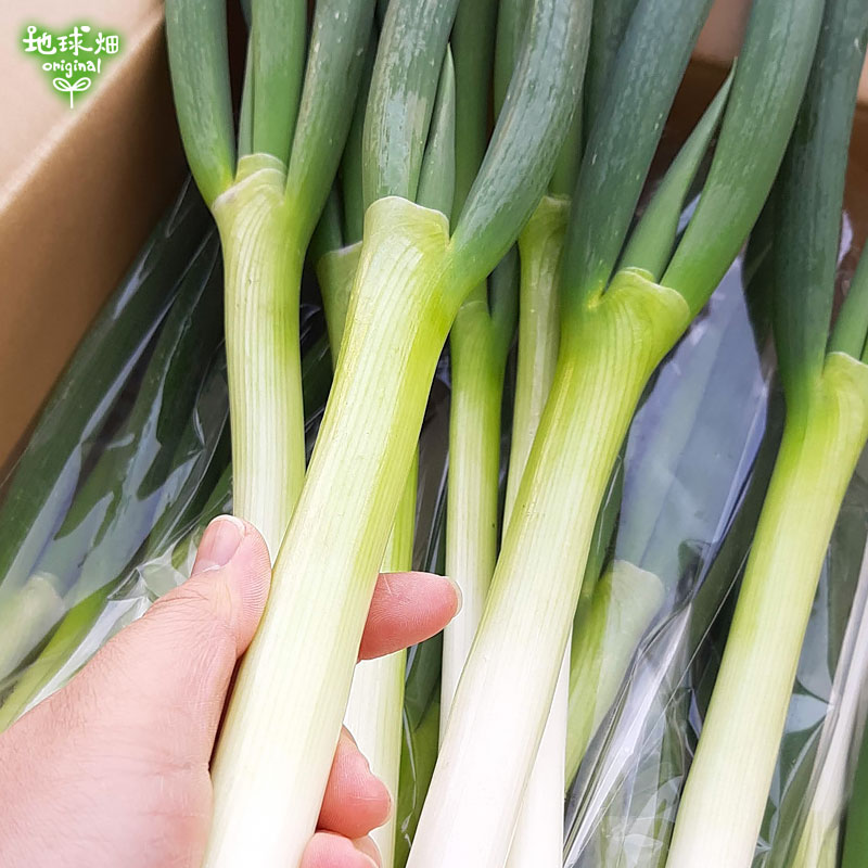 深ねぎ(白ネギ) 300g(2～4本)×10p 発送期間12月～5月中旬 | パック売り