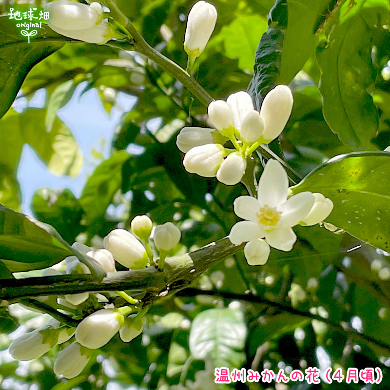 �����ߤ��� ���2�ĥѥå� ���̺��� ȯ������10���1��