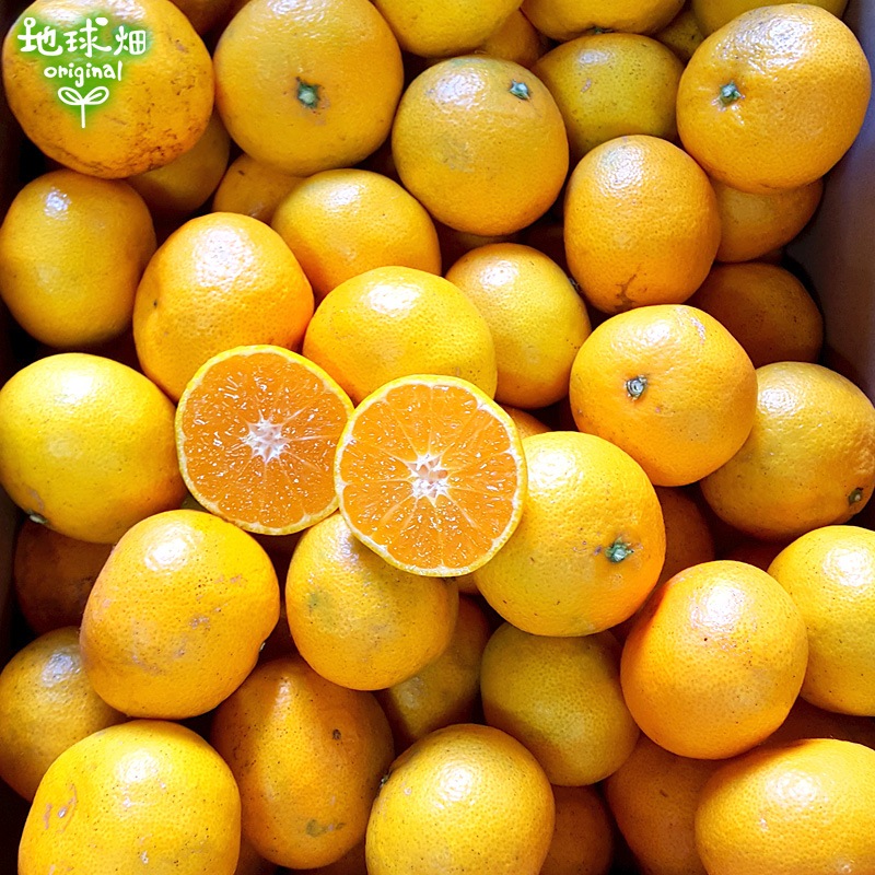 �����ߤ��� ���2�ĥѥå� ���̺��� ȯ������10���1��