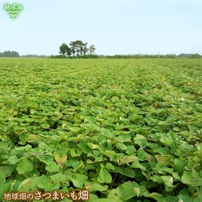 䤭 ͭȤϤ뤫 400g20p (13060gΥߥ˥) 
