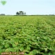 䤭 ͭȤϤ뤫 400g20p (13060gΥߥ˥) 