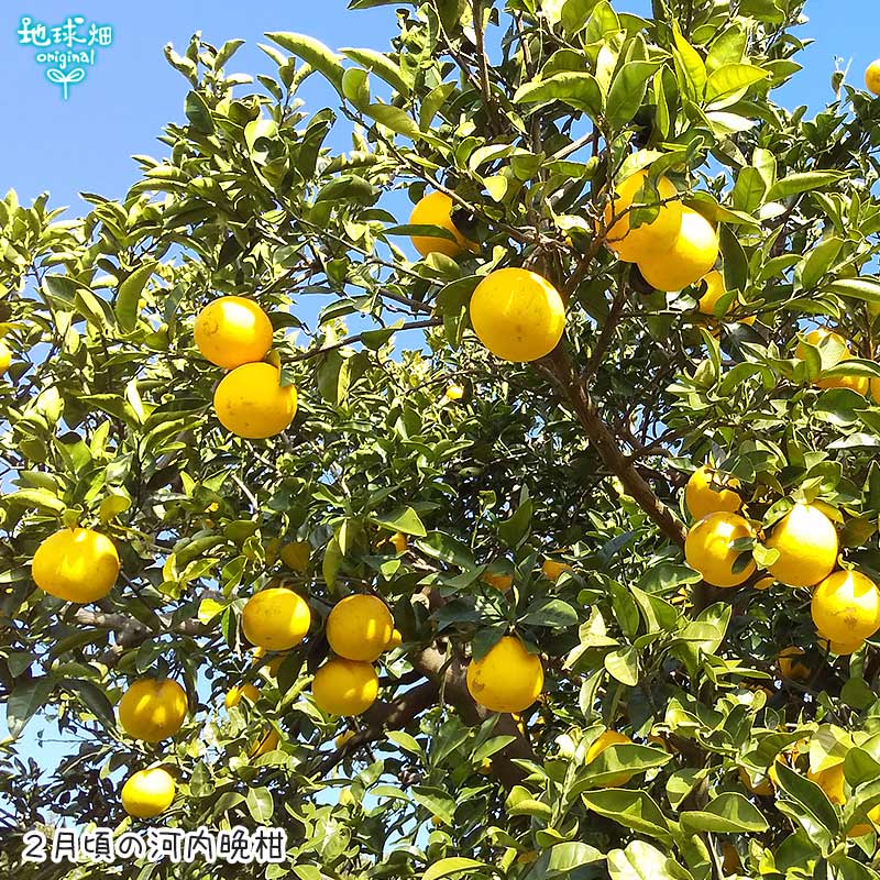 No.3-4 ���󡦿��Ĥ���β����մ����塼�� 2�ܥ��å�