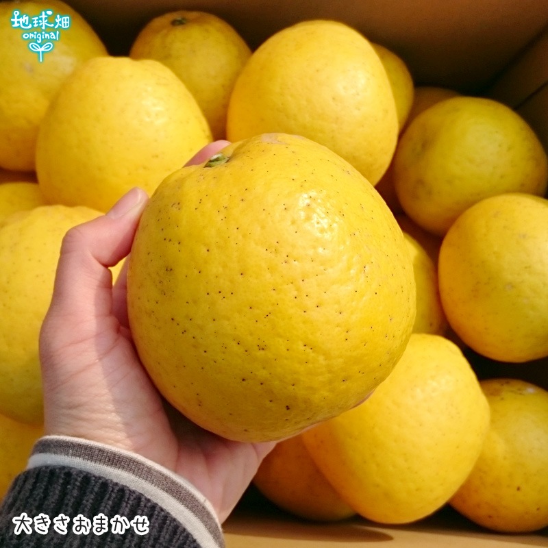 No.3-4 ���󡦿��Ĥ���β����մ����塼�� 2�ܥ��å�