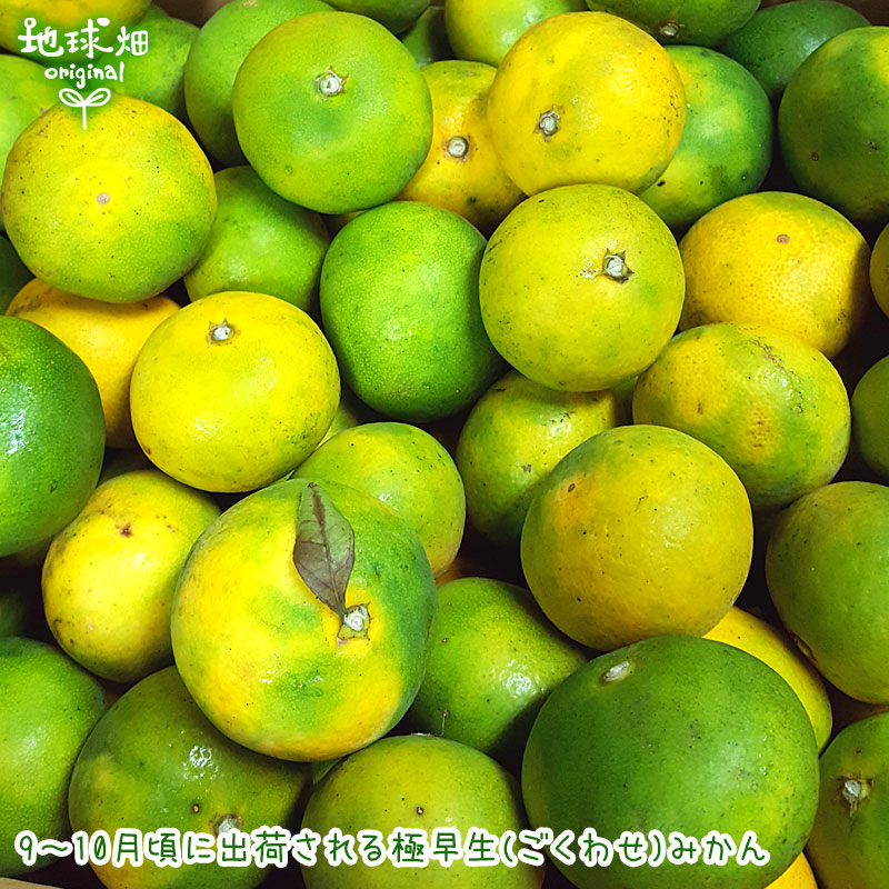 �����ߤ��� 4kg ���̺��� ȯ������10���1��