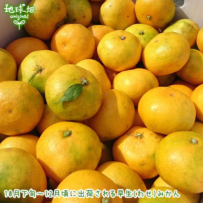 �����ߤ��� 4kg ���̺��� ȯ������10���1��