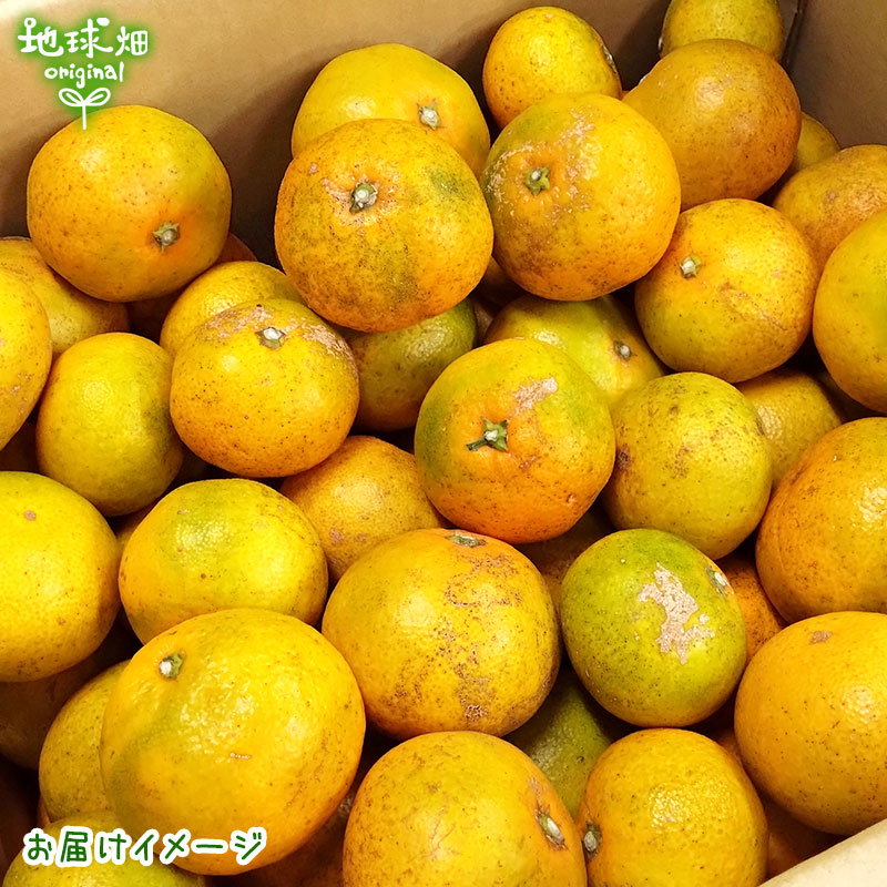 �����ߤ��� 4kg ���̺��� ȯ������10���1��