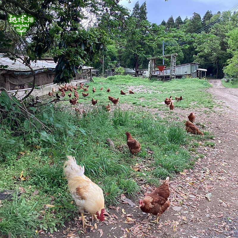 No.6-1 ��������η��ӥ��å�(5����) �����ءڻ���ľ��������̵����