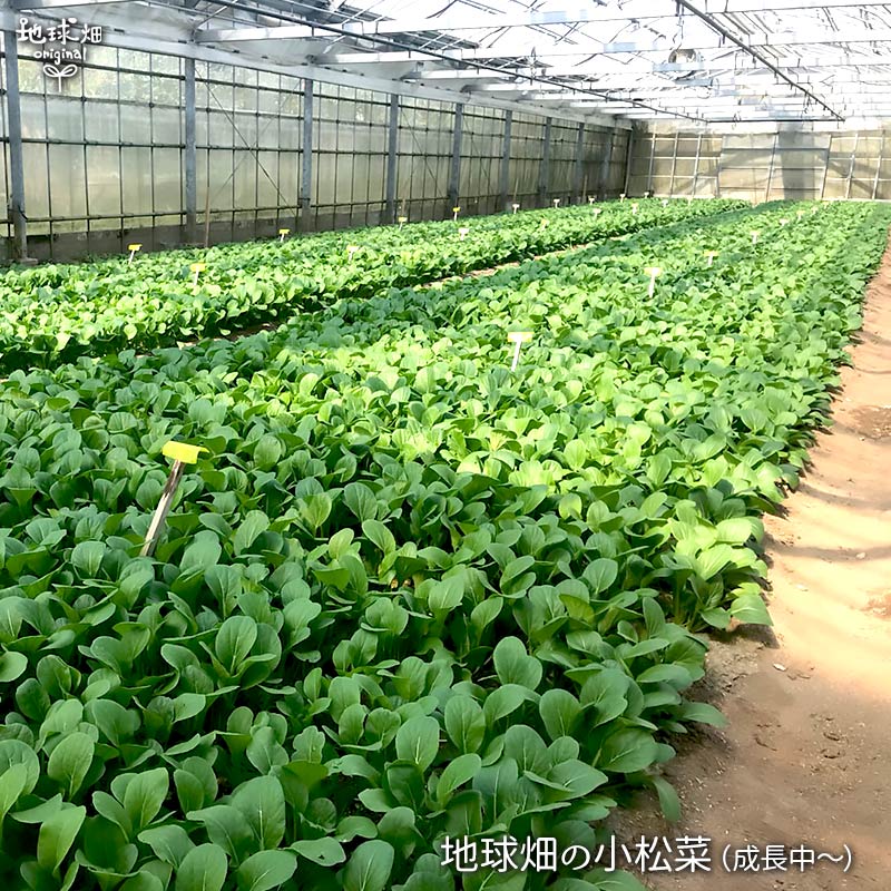 ������ 150g��10p ��¢��